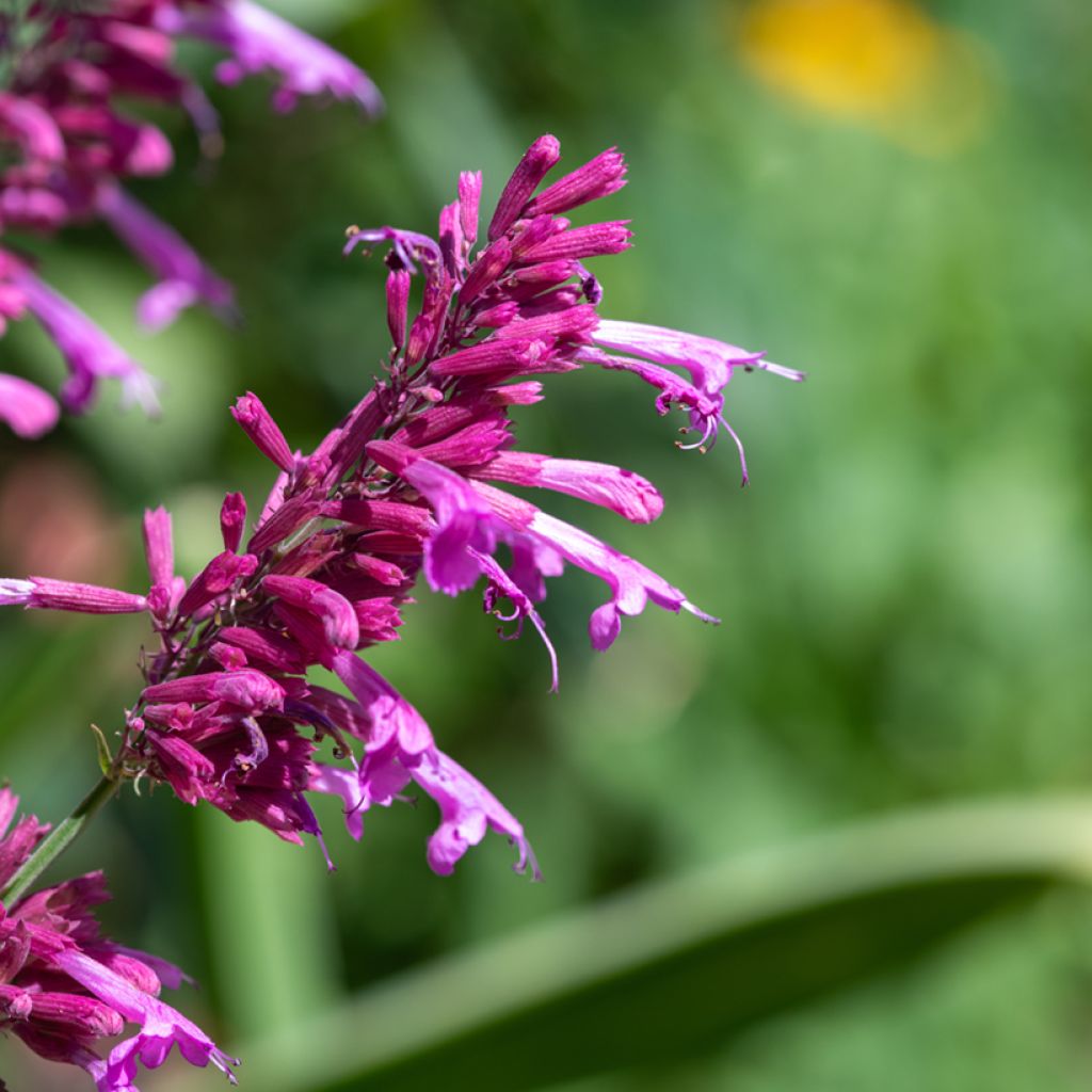 Agastache cana Seeds