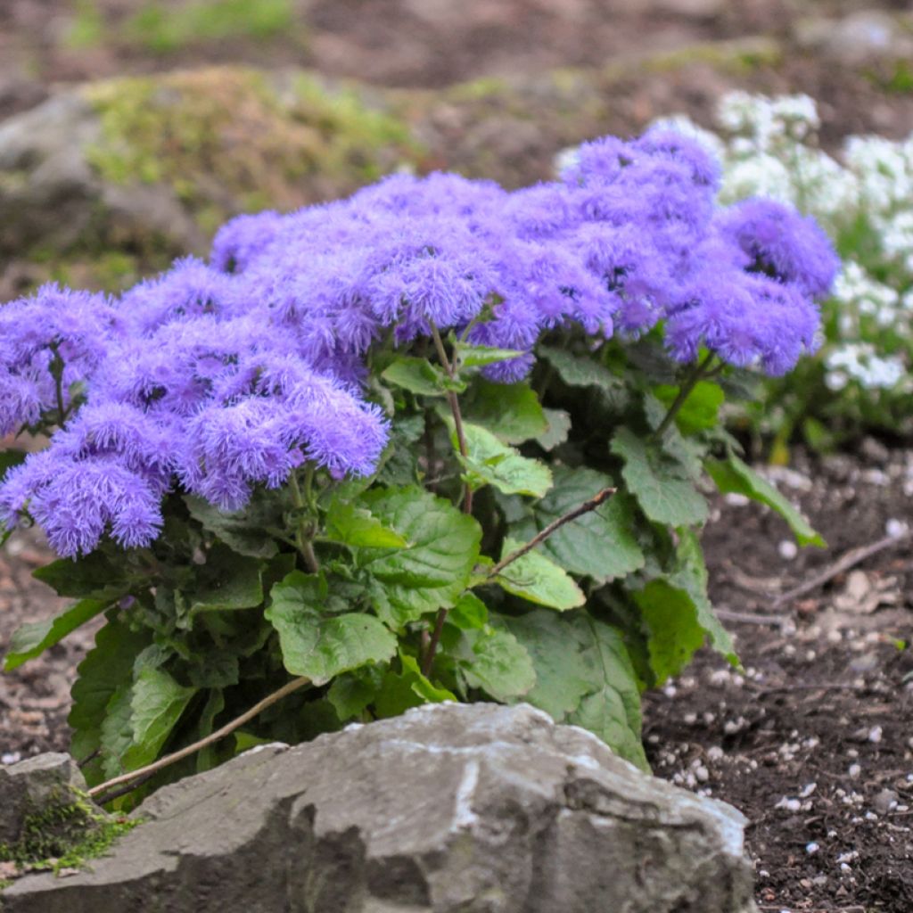 Ageratum Blue Mink