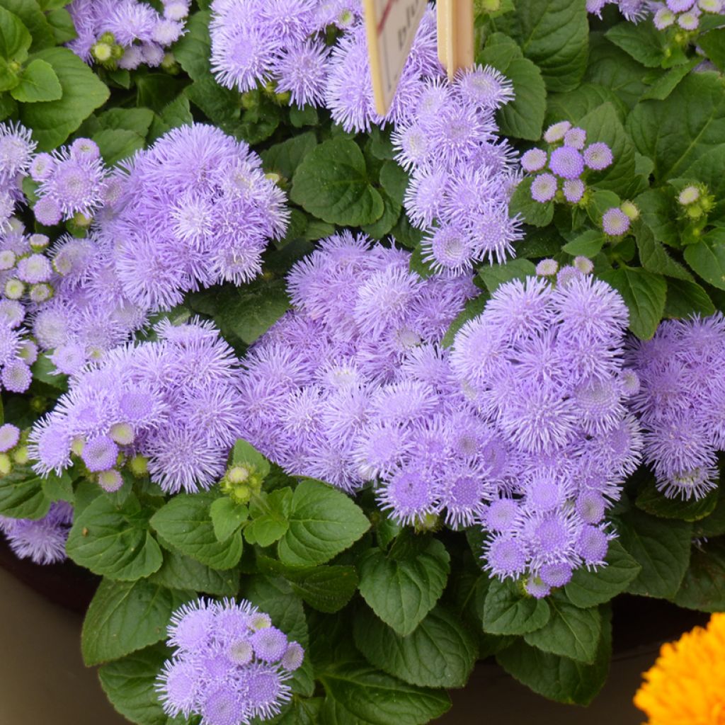 Ageratum houstonianum Aloha F1 Blue seeds - Blue Mink