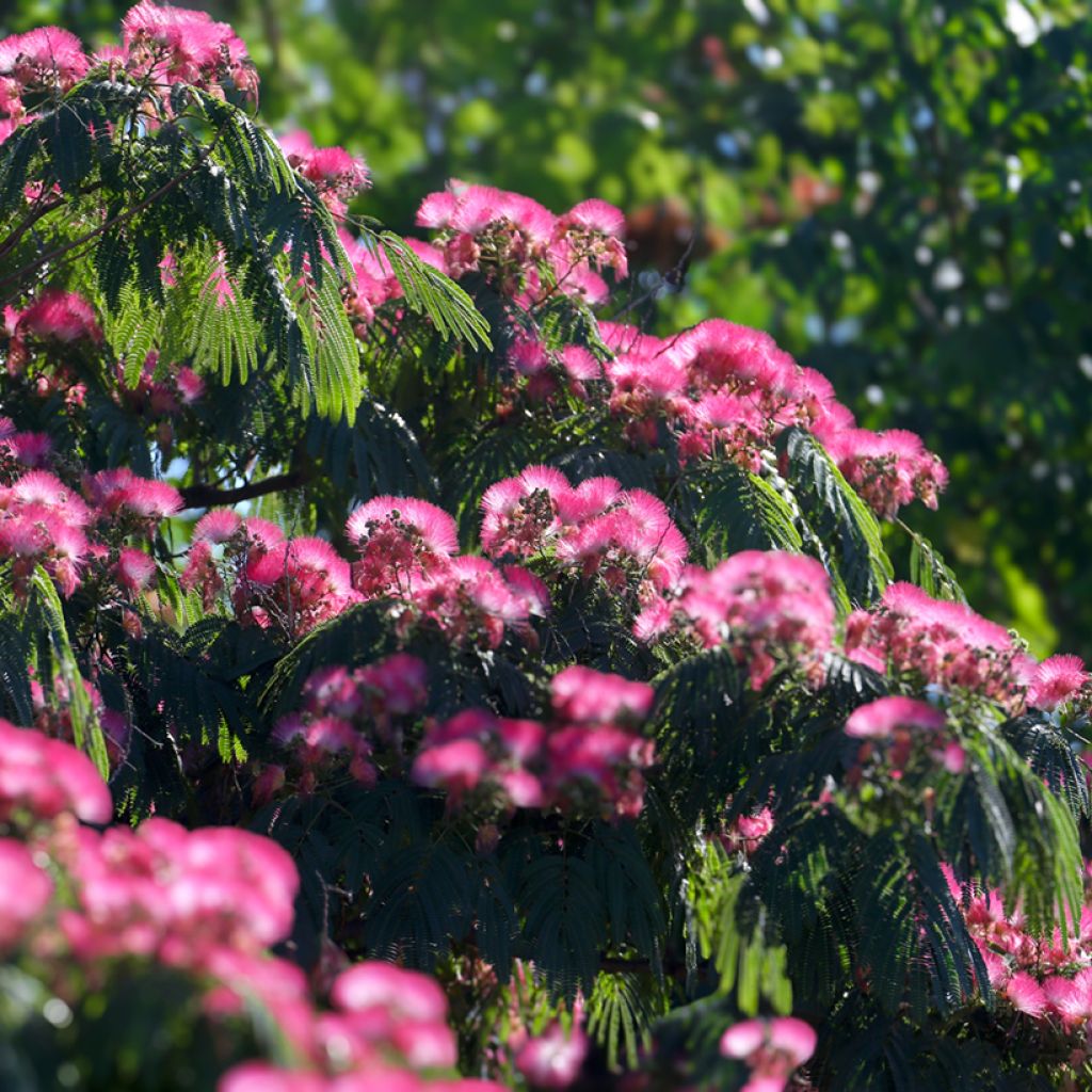 Albizia julibrissin - Silk Tree