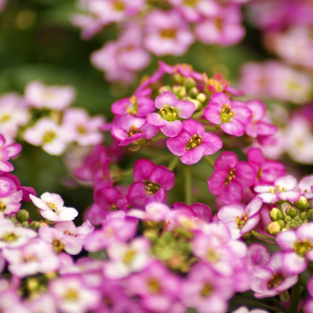 Sweet Alyssum Rosie ODay