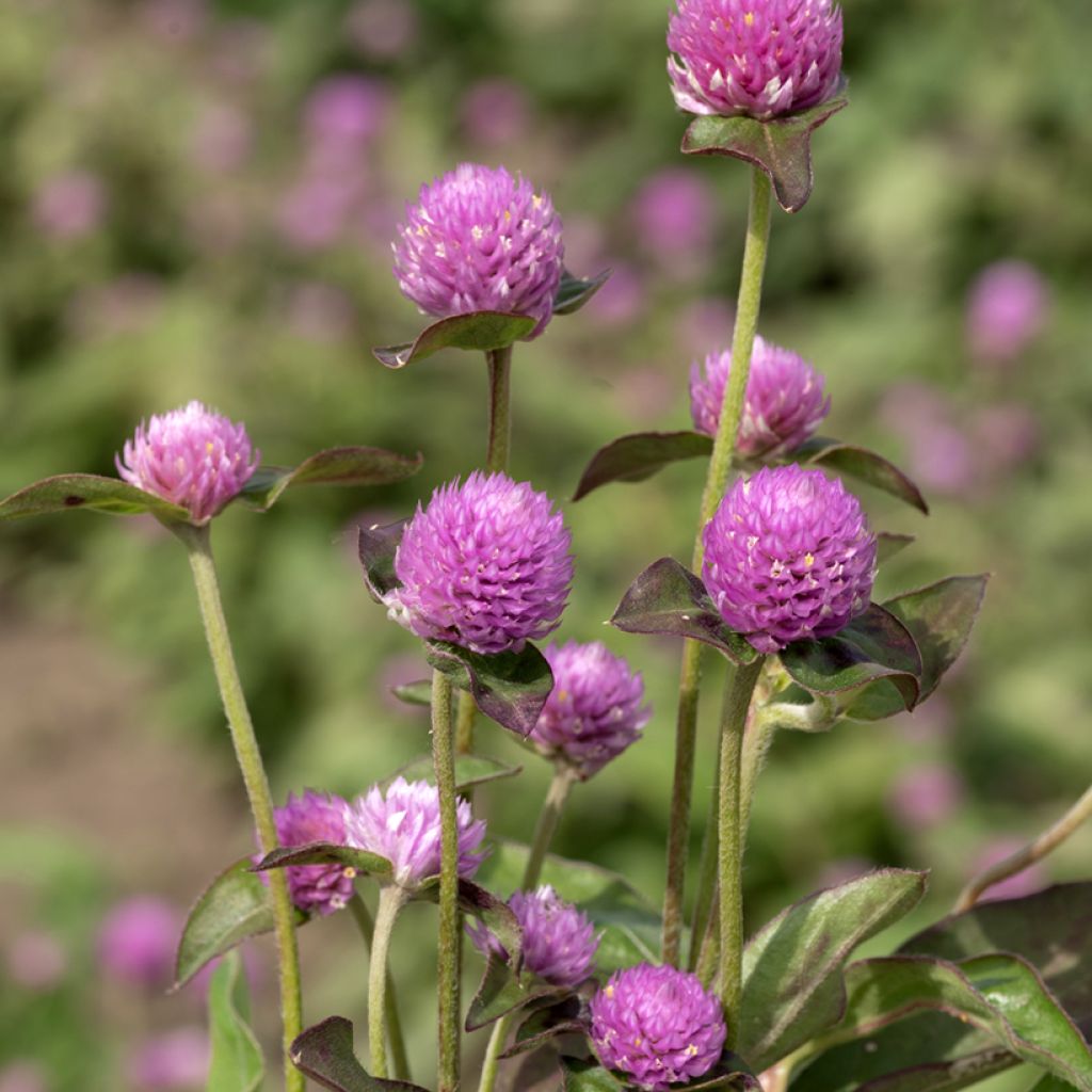 Gomphrena globosa Lavender Lady seeds - Globe Amaranth