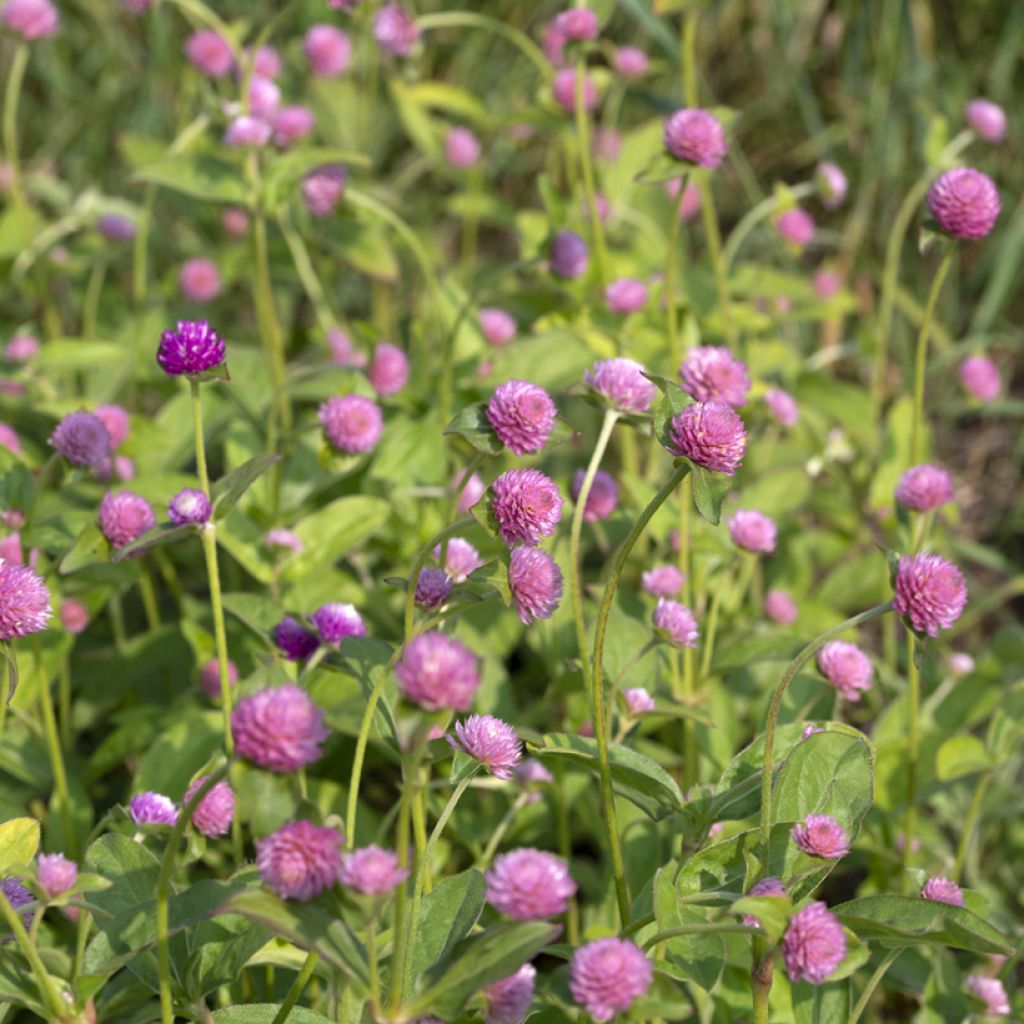 Gomphrena globosa Salmon Pastel seeds - Globe Amaranth