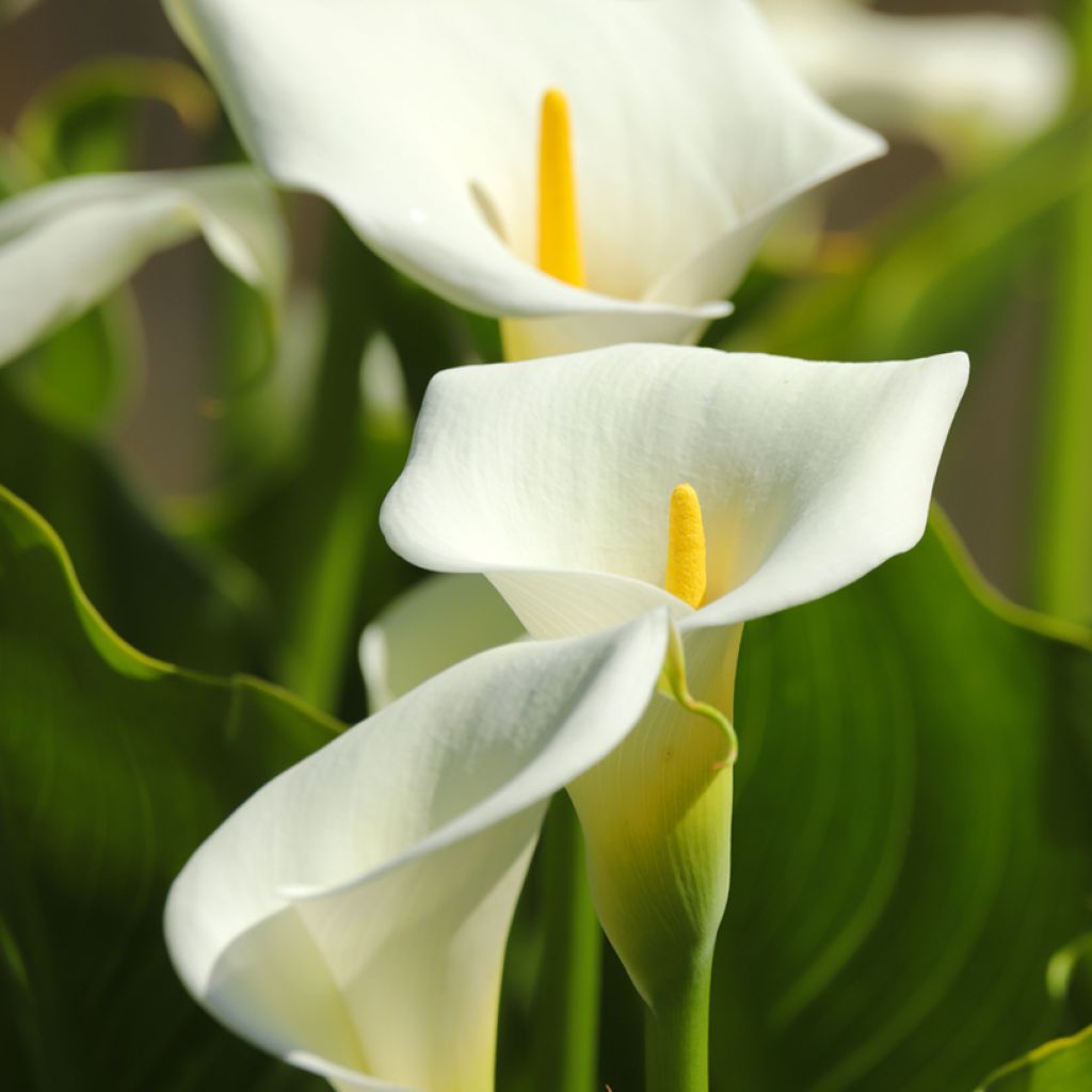 Zantedeschia aethiopica - Arum-lily