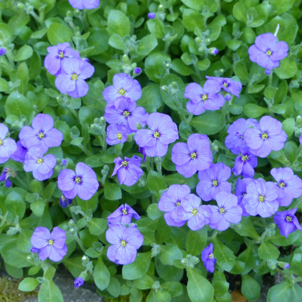 Aubrieta x cultorum Royal Blue seeds - Rock cress