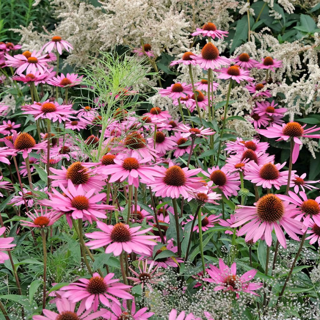 Echinacea Pink Parasol - Purple Coneflower seeds