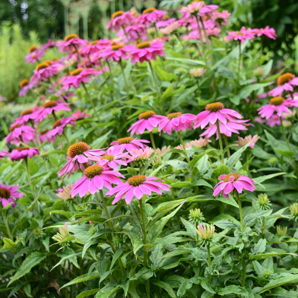 Echinacea Pow Wow Wild Berry - Purple beak Rudbeckia seeds