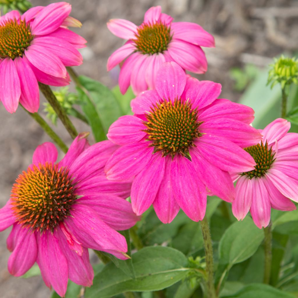 Echinacea Pow Wow Wild Berry - Purple beak Rudbeckia seeds