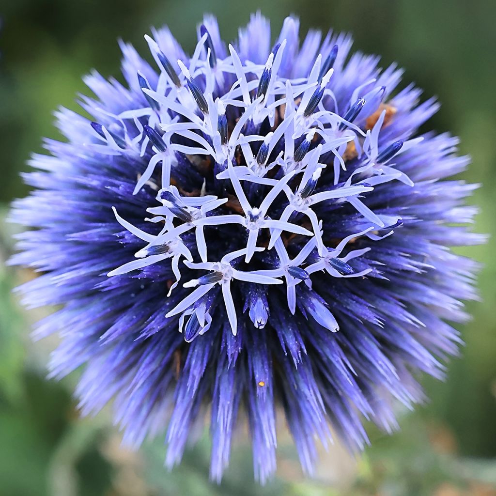 Echinops bannaticus Blue Glow - seeds