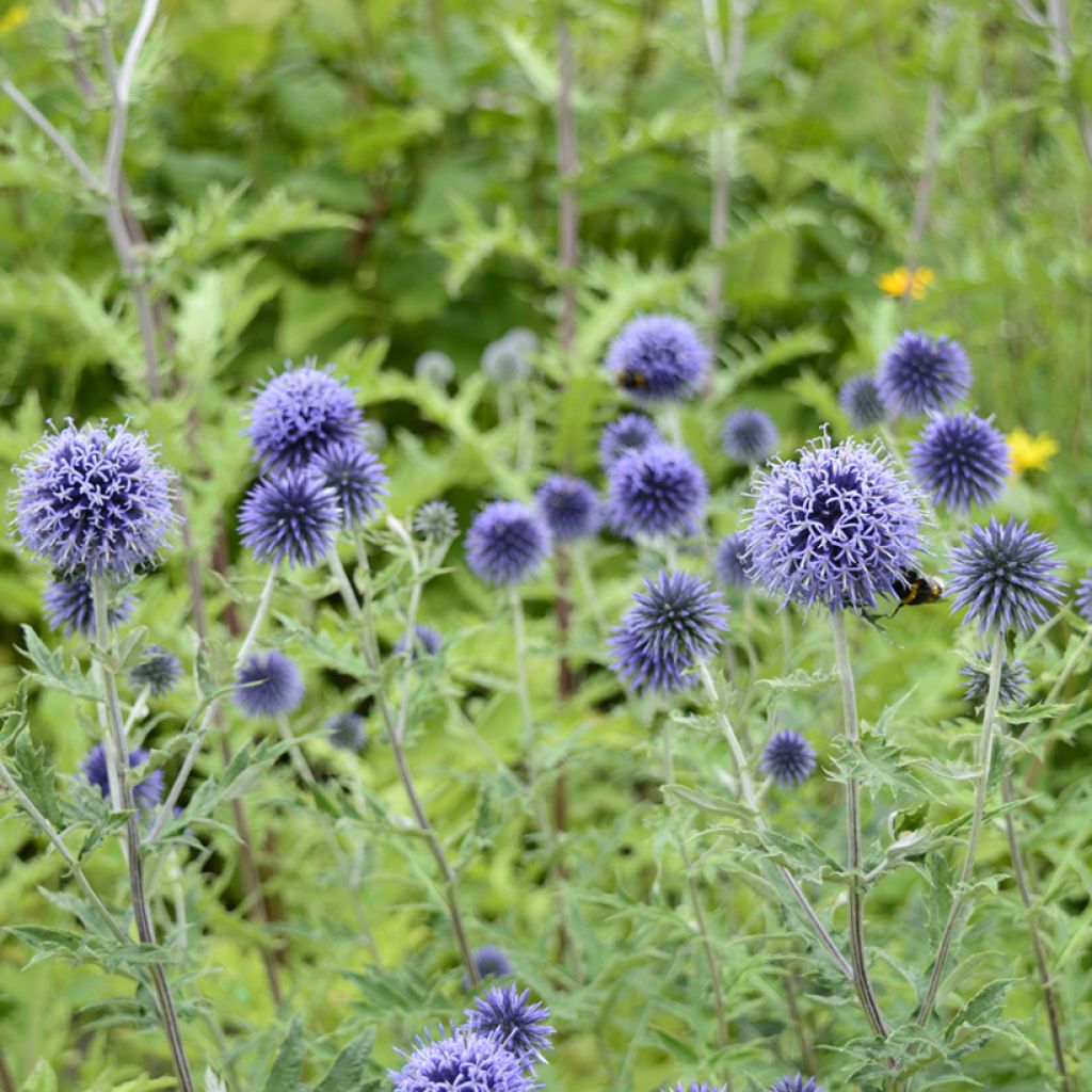 Globe Thistle Seeds - Echinops ritro