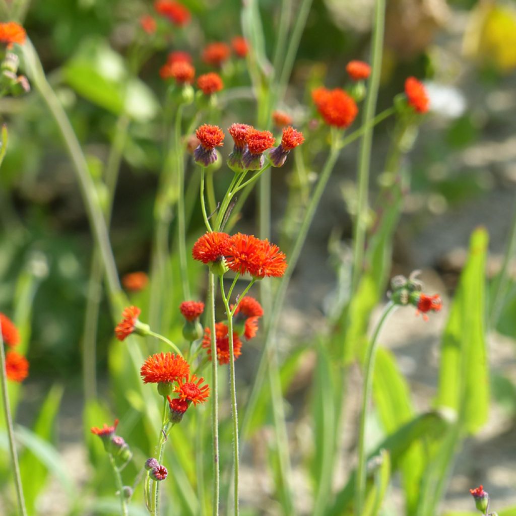 Tassel Flower Scarlet Magic Seeds - Emilia coccinea