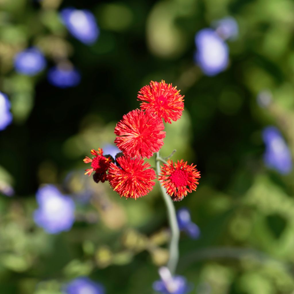 Tassel Flower Scarlet Magic Seeds - Emilia coccinea