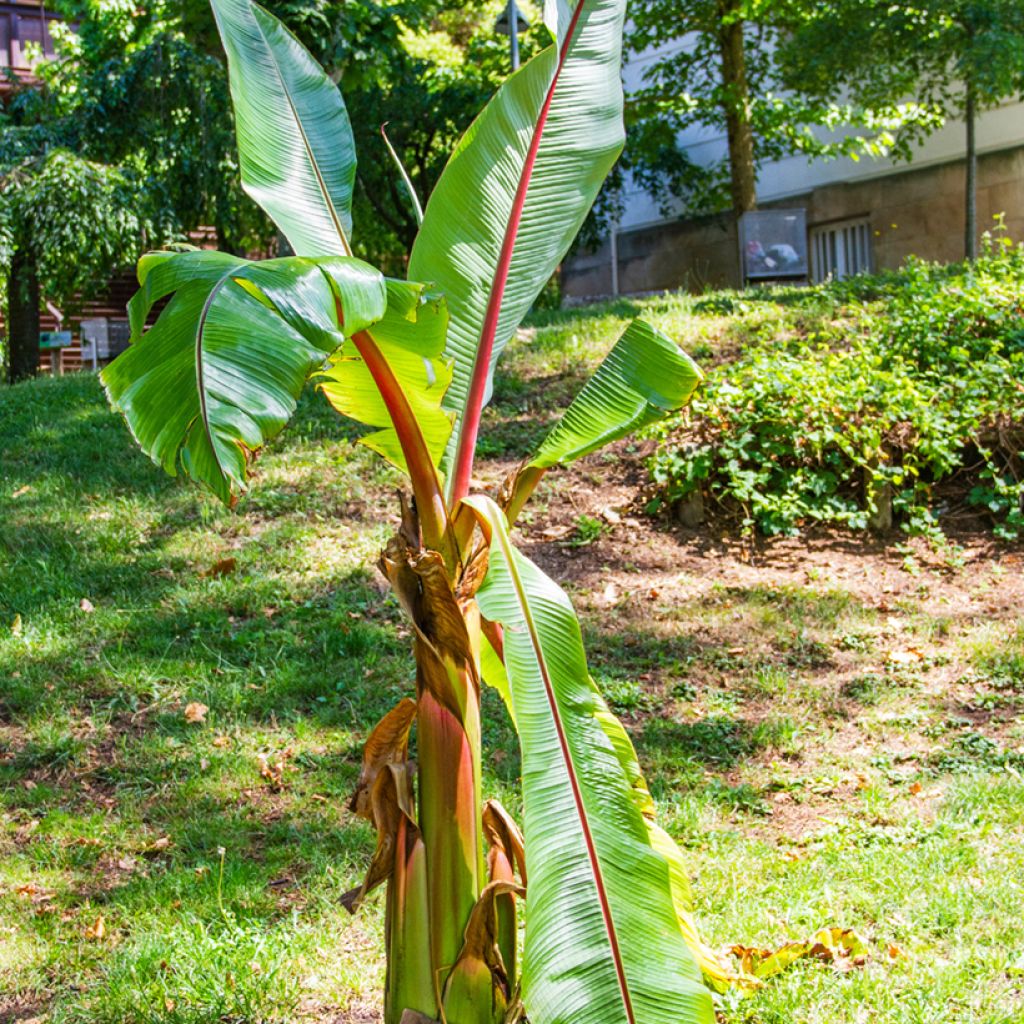 Ensete ventricosum - Ethiopian Banana seeds