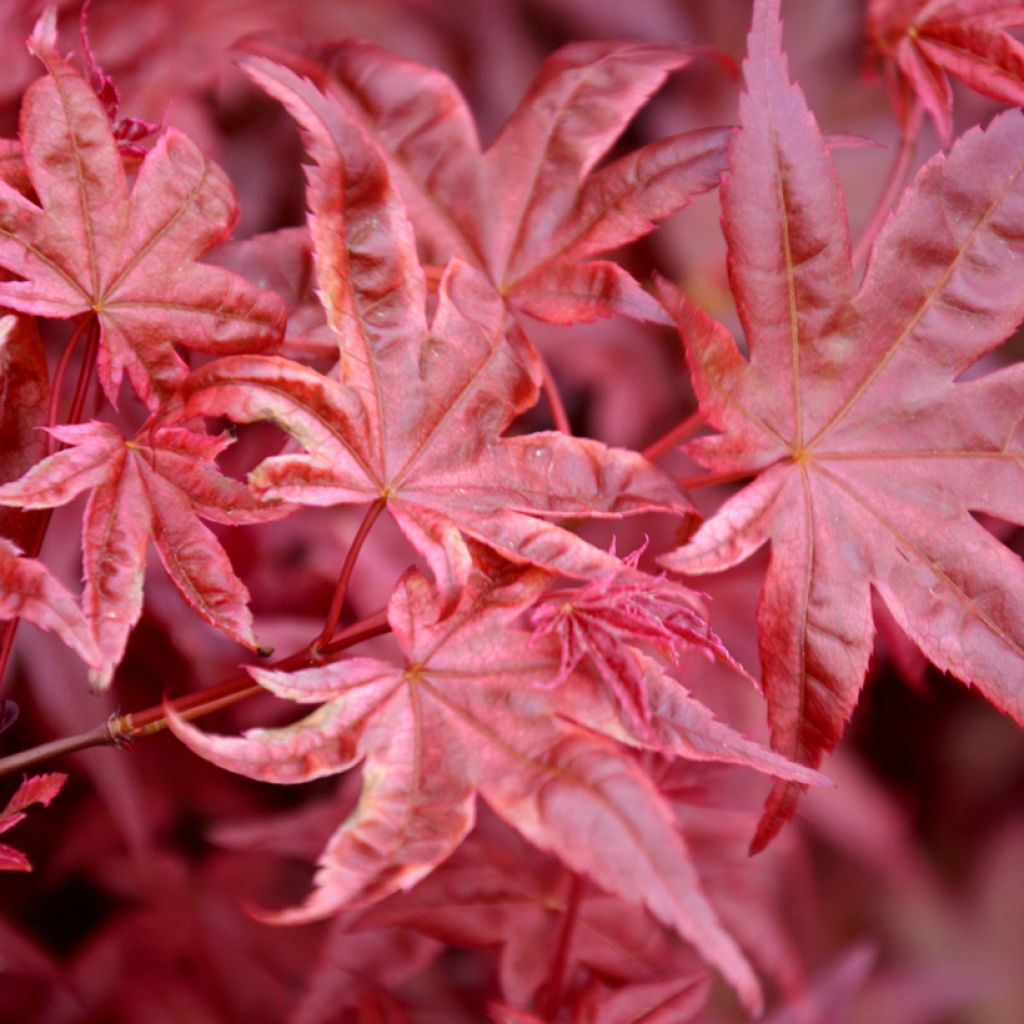 Japanese Maple seeds - Acer palmatum Atropurpureum