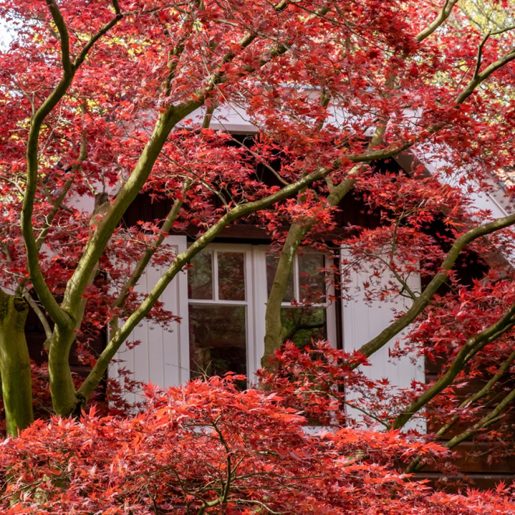 Japanese Maple seeds - Acer palmatum Atropurpureum