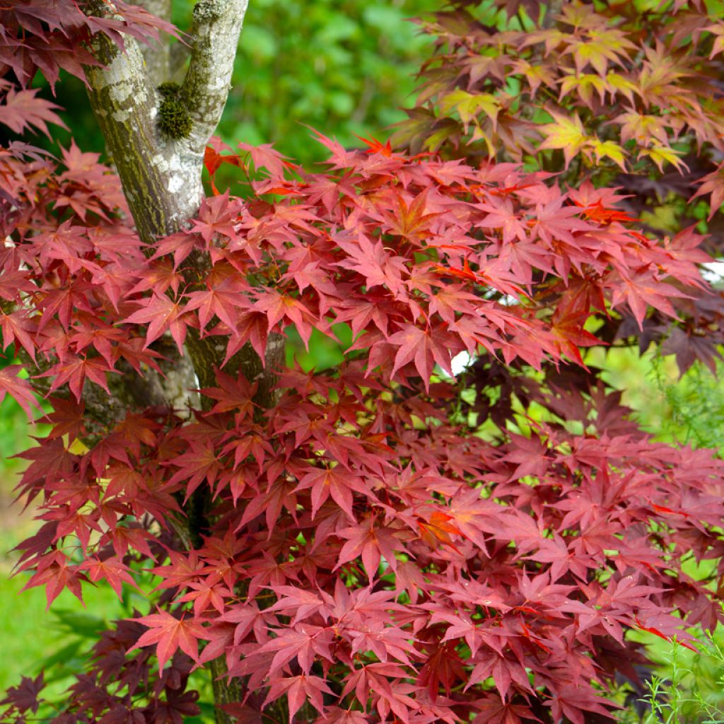 Japanese Maple seeds - Acer palmatum Atropurpureum