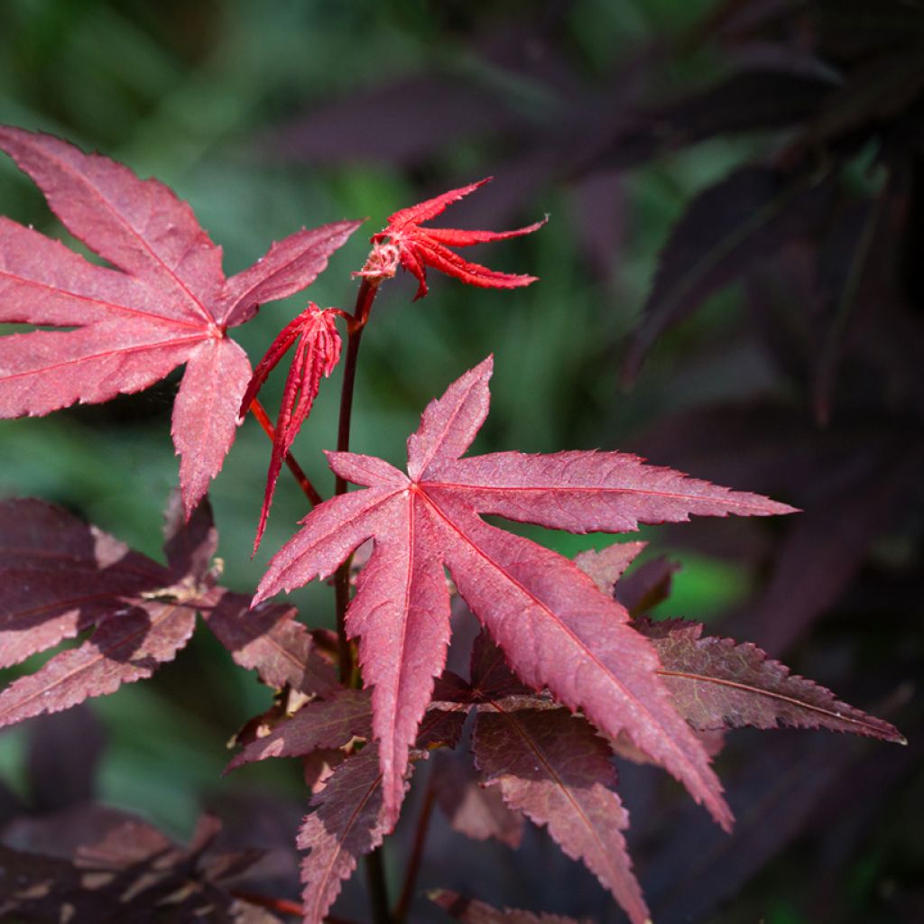 Japanese Maple seeds - Acer palmatum Atropurpureum