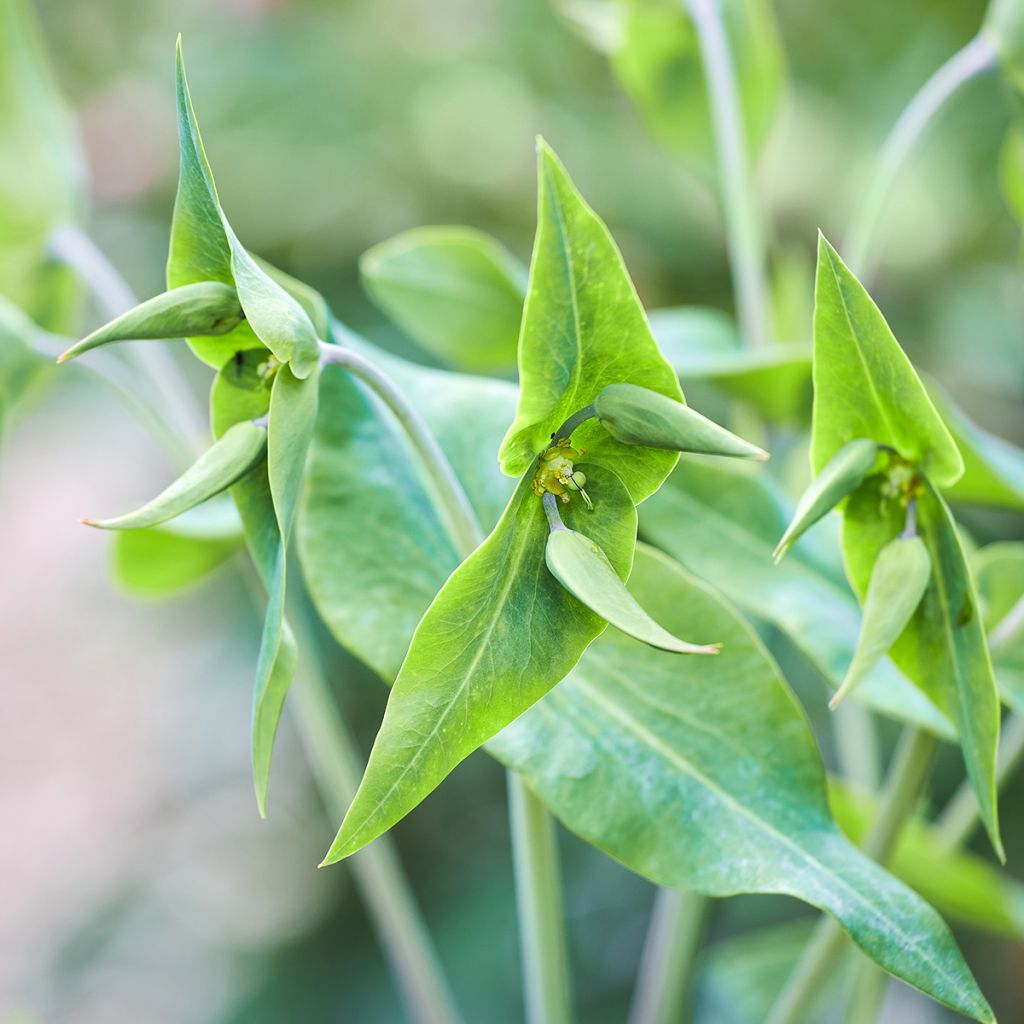 Euphorbia lathyris - seeds