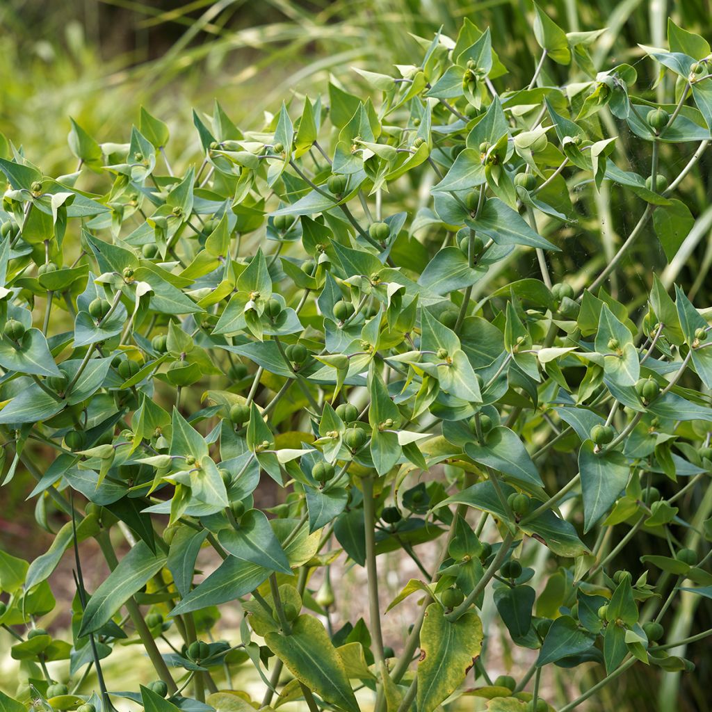 Euphorbia lathyris - seeds