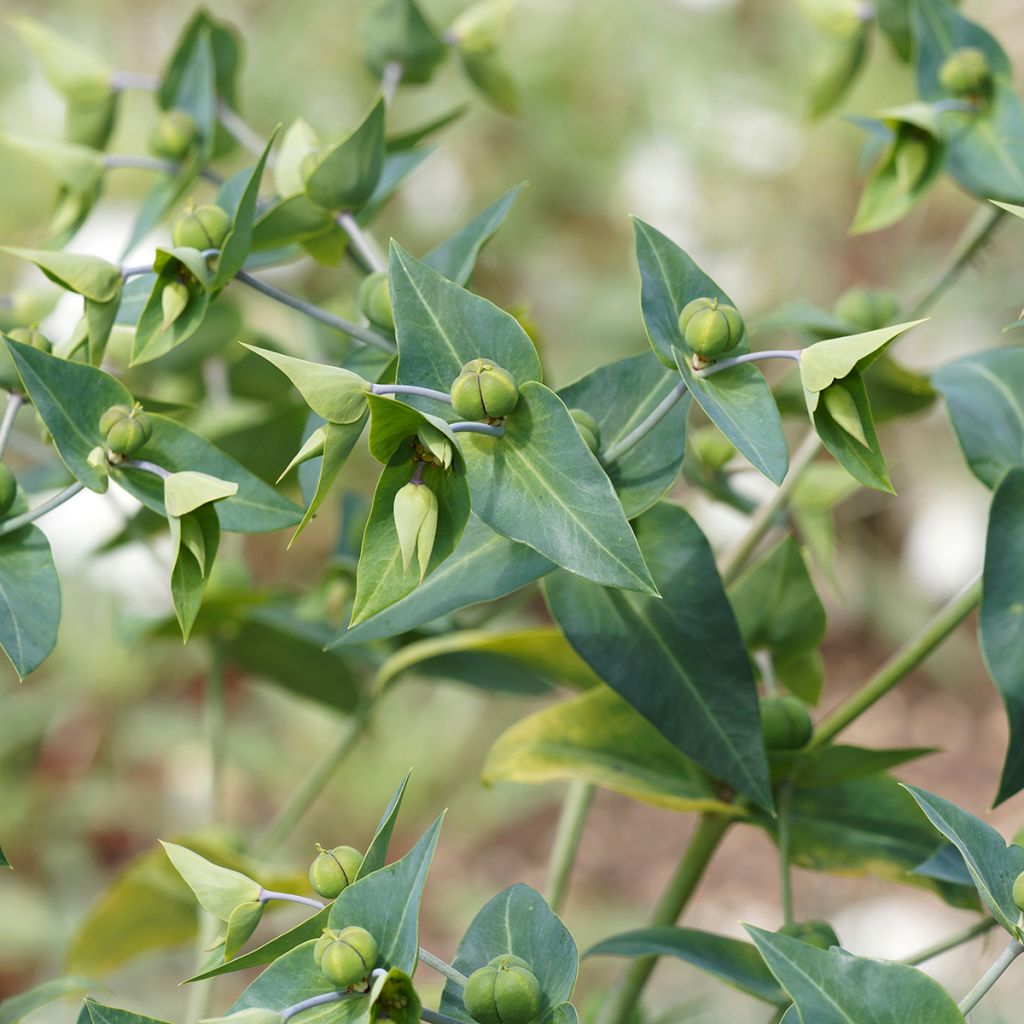 Euphorbia lathyris - seeds