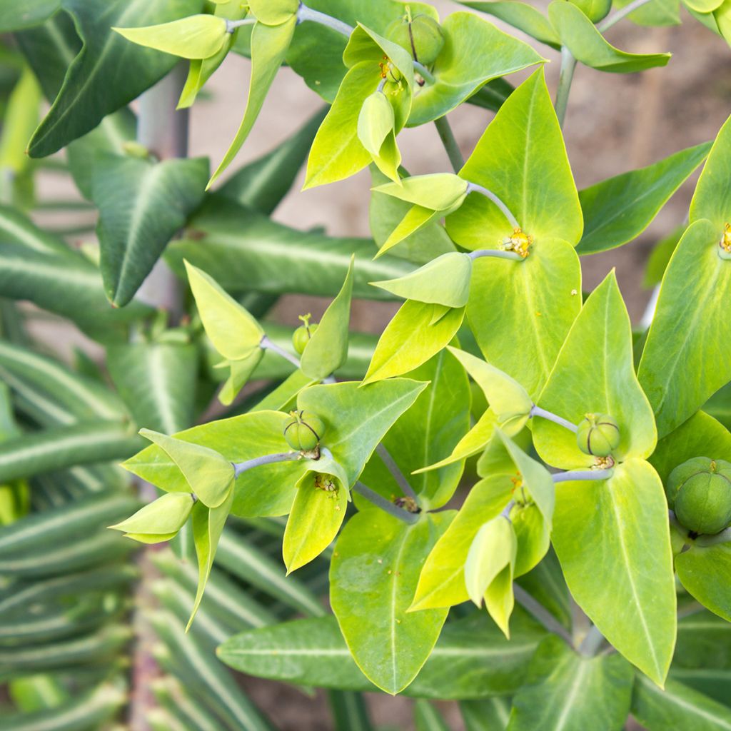 Euphorbia lathyris - seeds