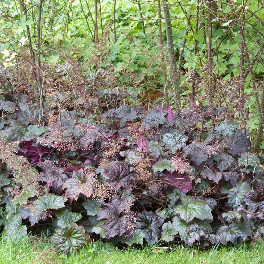 Heuchera micrantha Palace Purple - Heuchera à petites fleurs, Désespoir du peintre