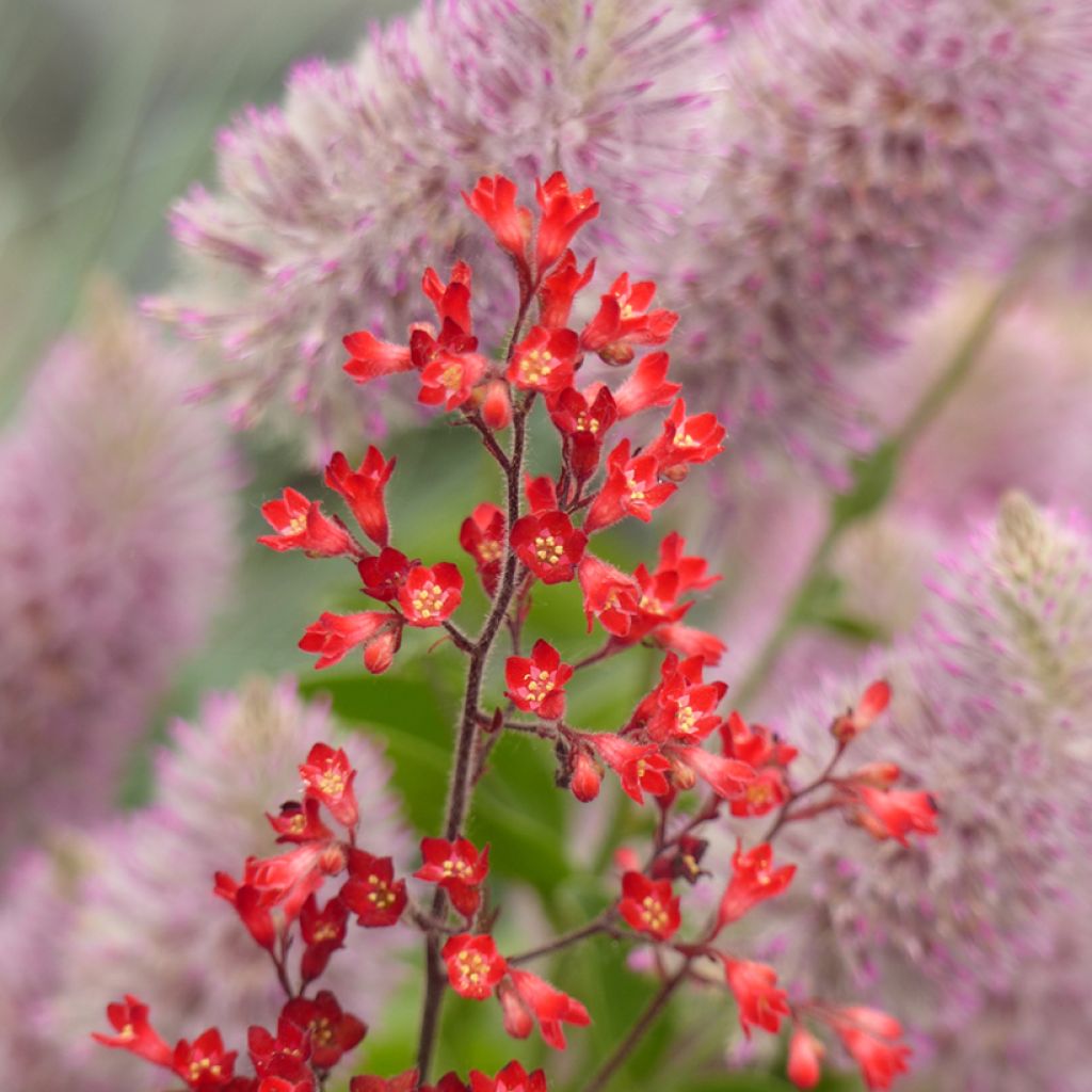 Heuchera sanguinea Vivid Crimson seeds - Coral Bell