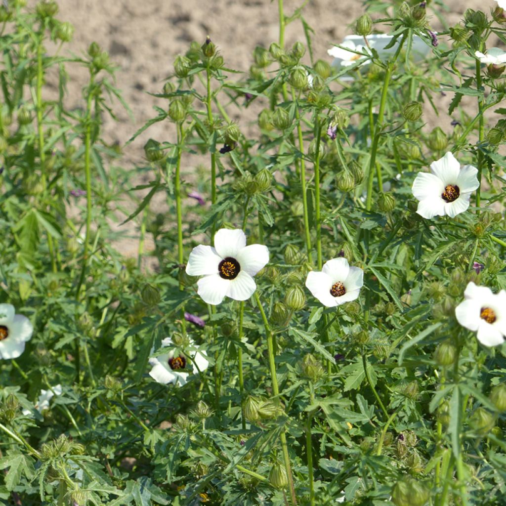 Hibiscus trionum seeds - Flower-of-an-hour