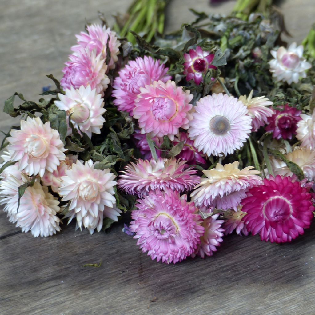 Strawflower Camargue seeds - Xerochrysum bracteatum