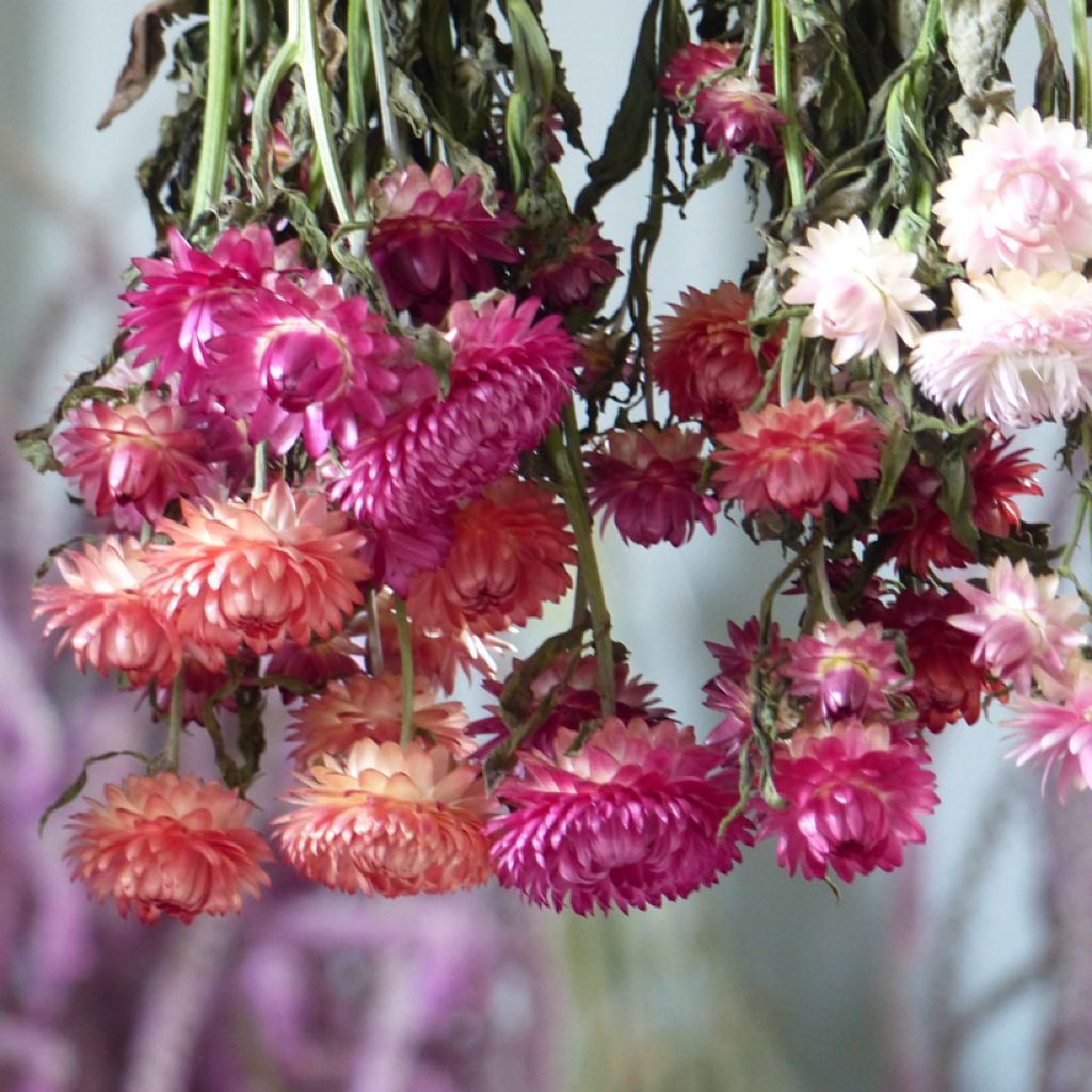 Strawflower Roussillon seeds - Xerochrysum bracteatum 