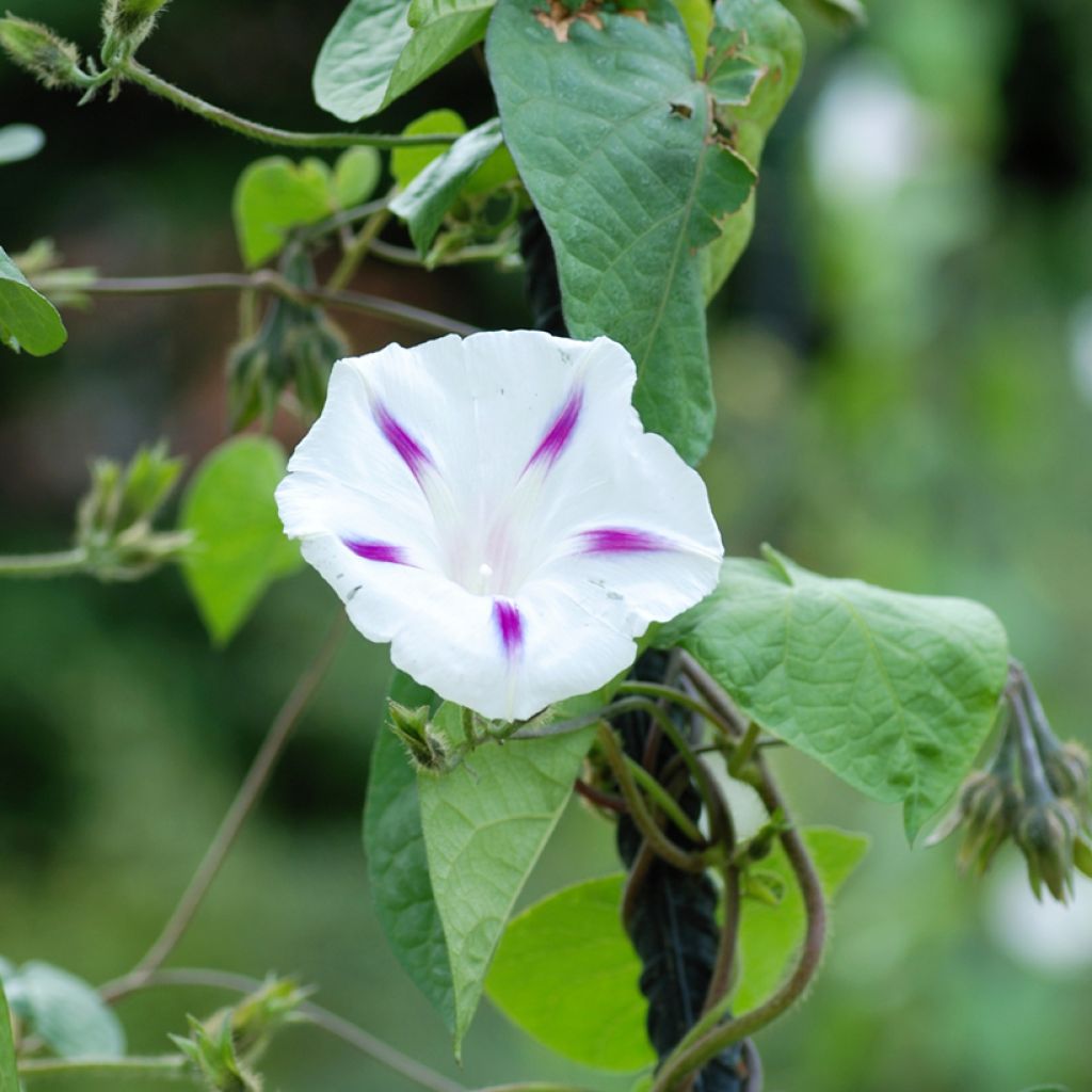 Ipomoea purpurea Shiva - Morning Glory Seeds