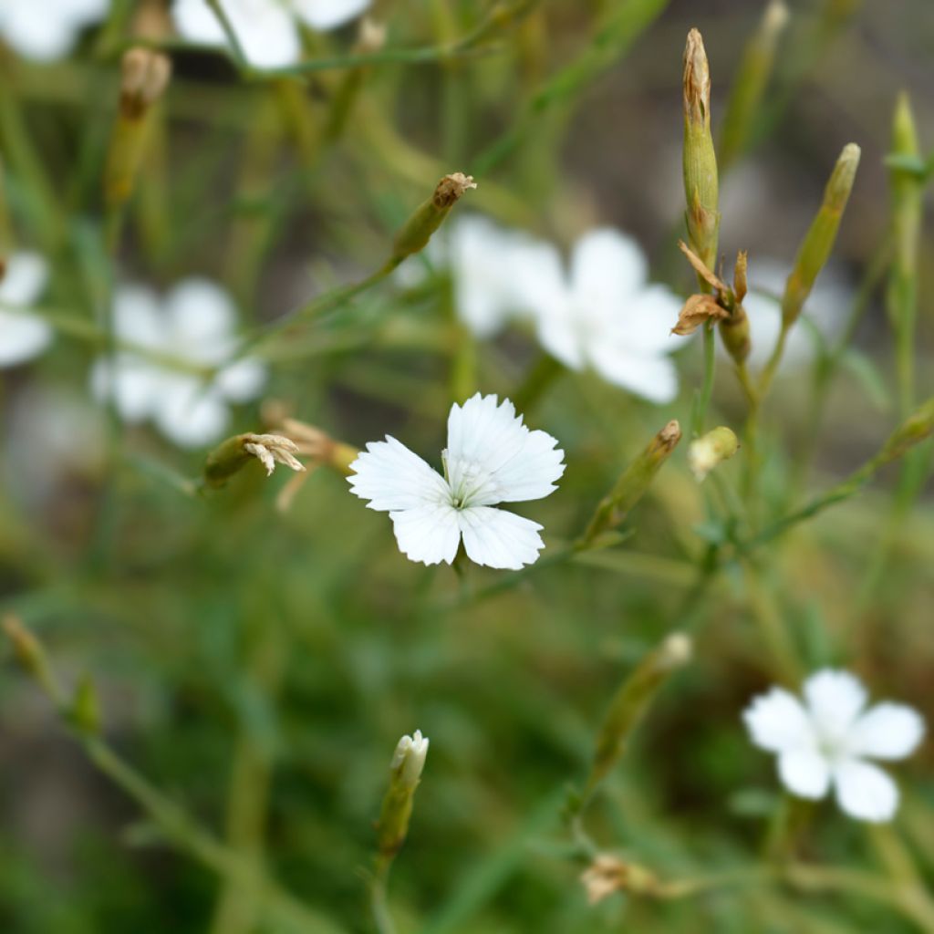 Dianthus deltoides Albus seeds - Maiden pink