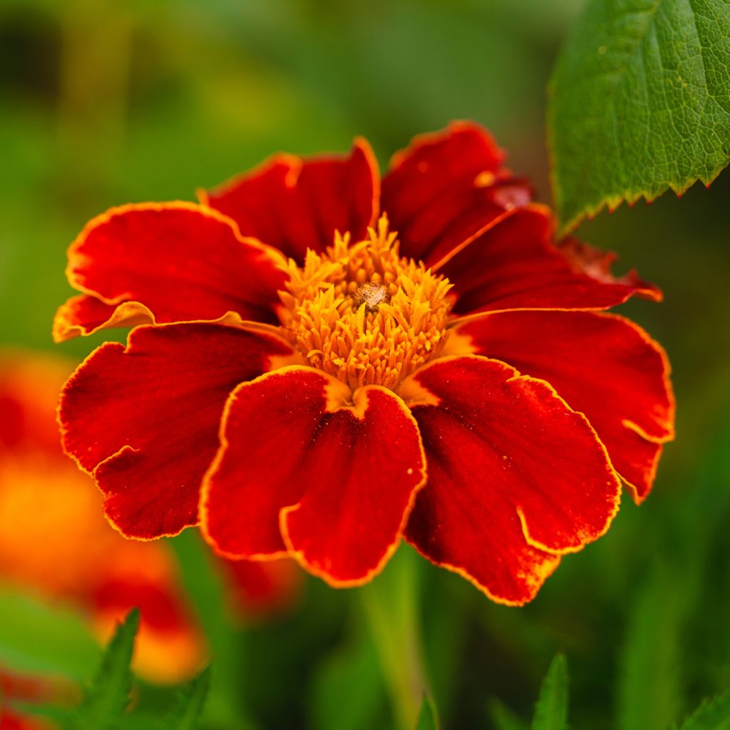 Red Knight Marigold Seeds - Tagetes patula