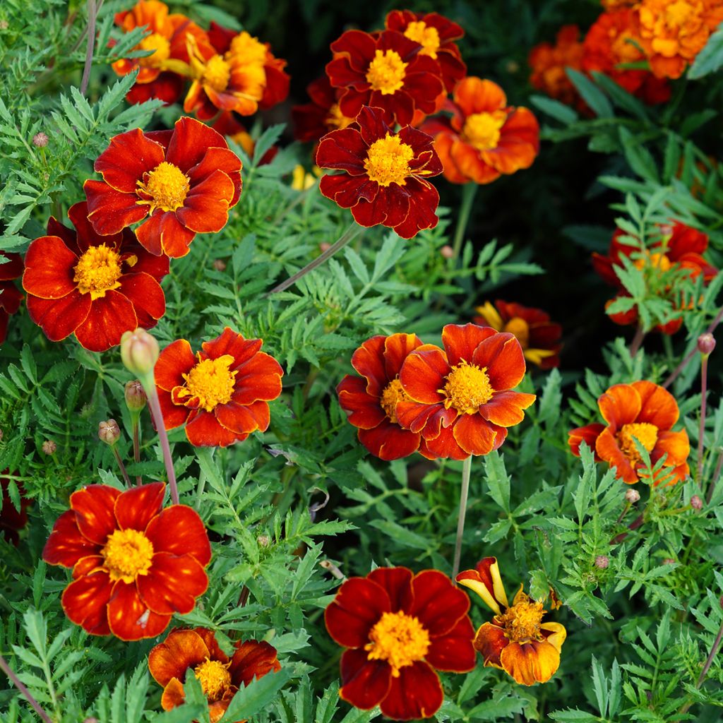 Red Knight Marigold Seeds - Tagetes patula