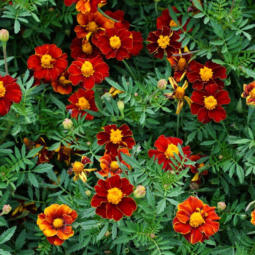 Red Knight Marigold Seeds - Tagetes patula