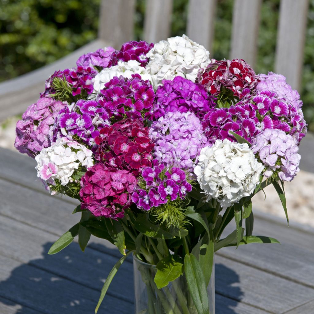 Dianthus barbatus Hollandia Formula Mix seeds - Sweet William