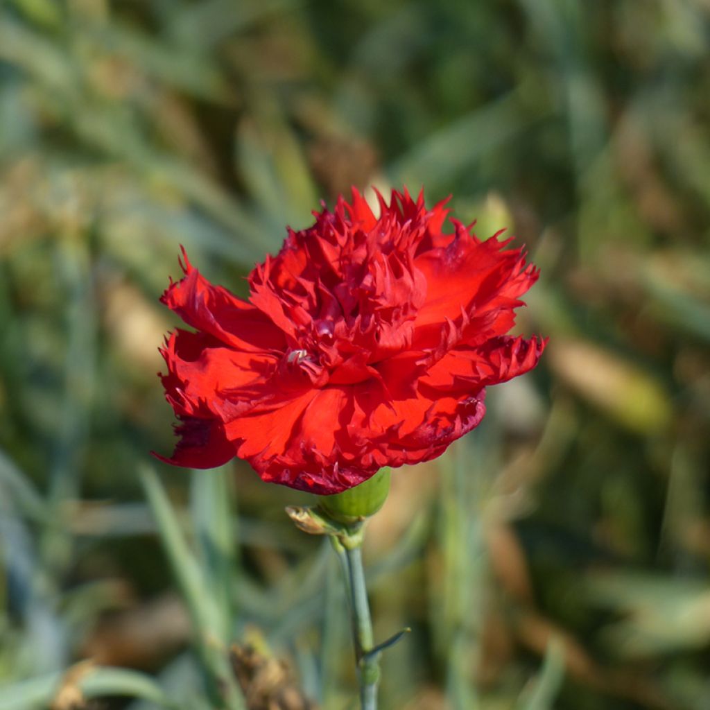 Dianthus caryophyllus Chabaud Etincelant seeds - carnation