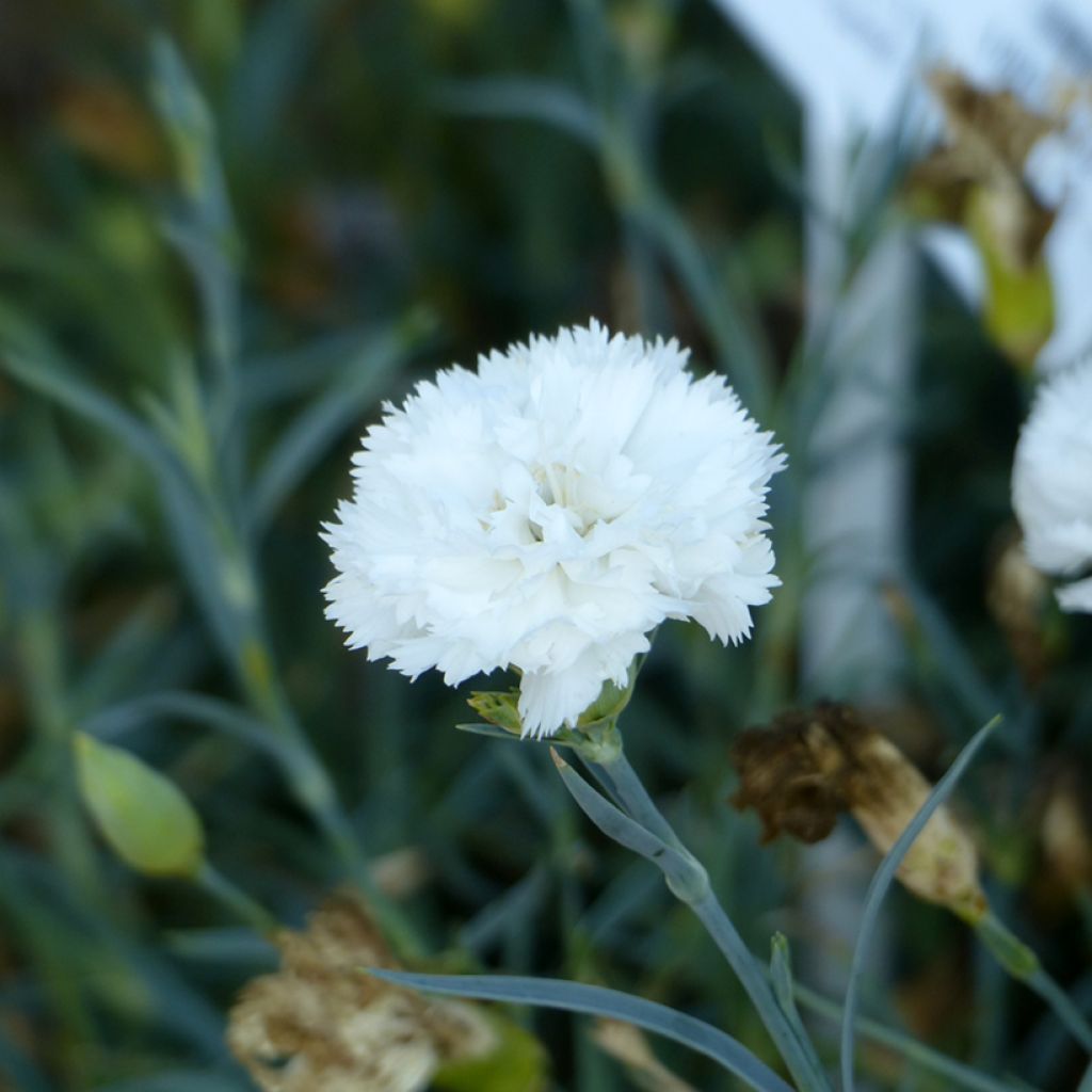 Dianthus caryophyllus Chabaud Jeanne Dionis seeds - florists' carnation, border carnation