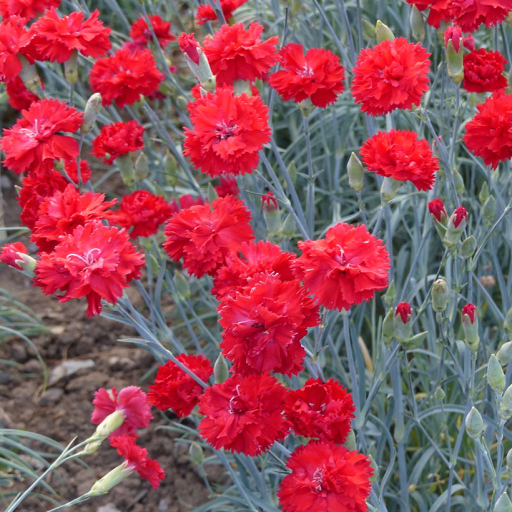 Dianthus caryophyllus Triumph Scarlet - Carnation seeds