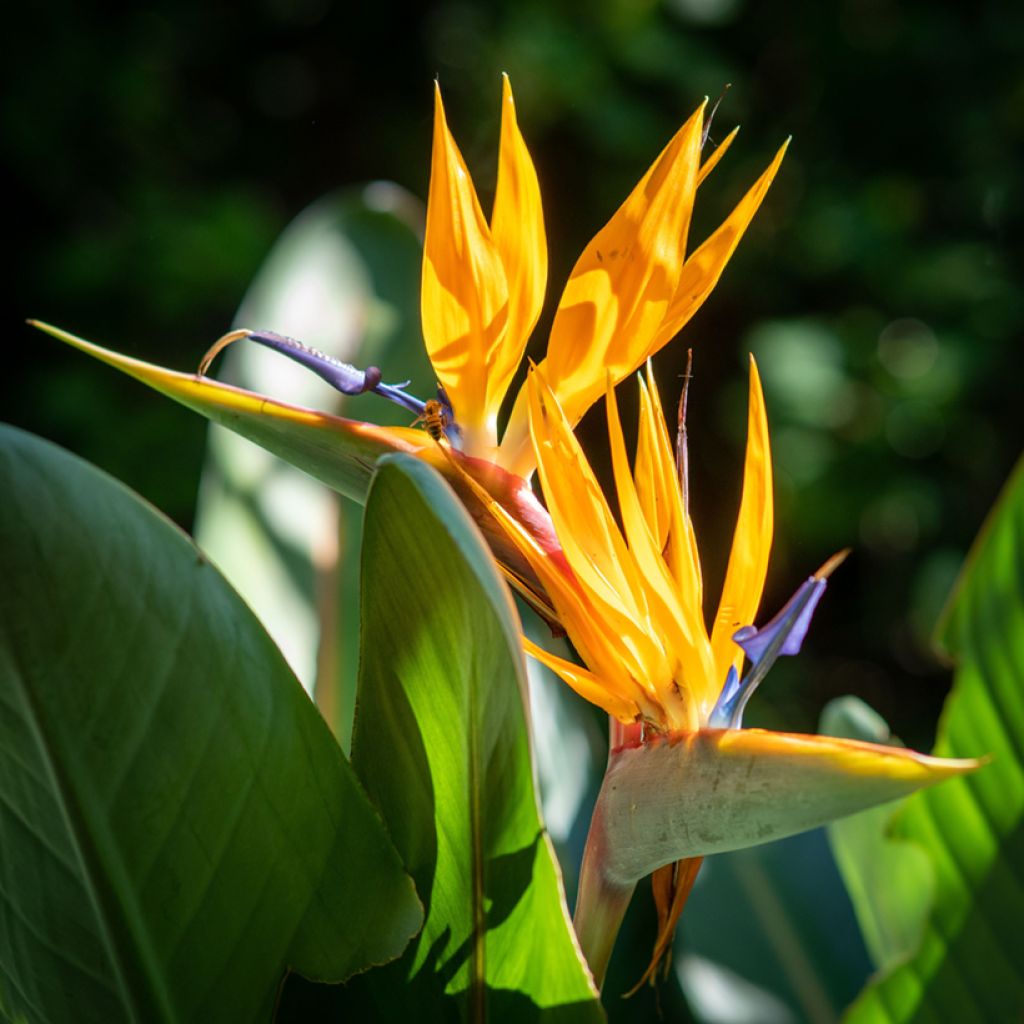 Yellow bird of paradise Seeds - Strelitzia reginae Mandela’s Gold