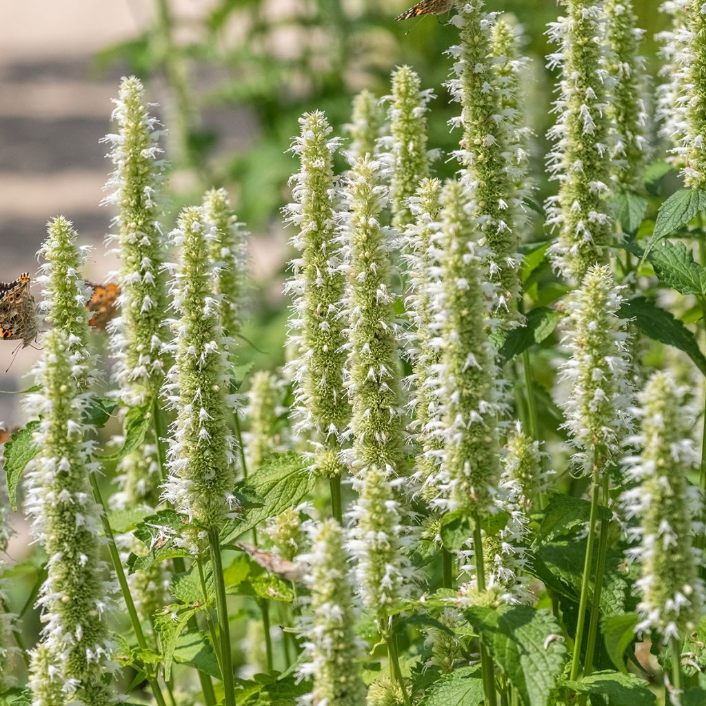 Agastache rugosa f. albiflora Alabaster seeds - Korean mint