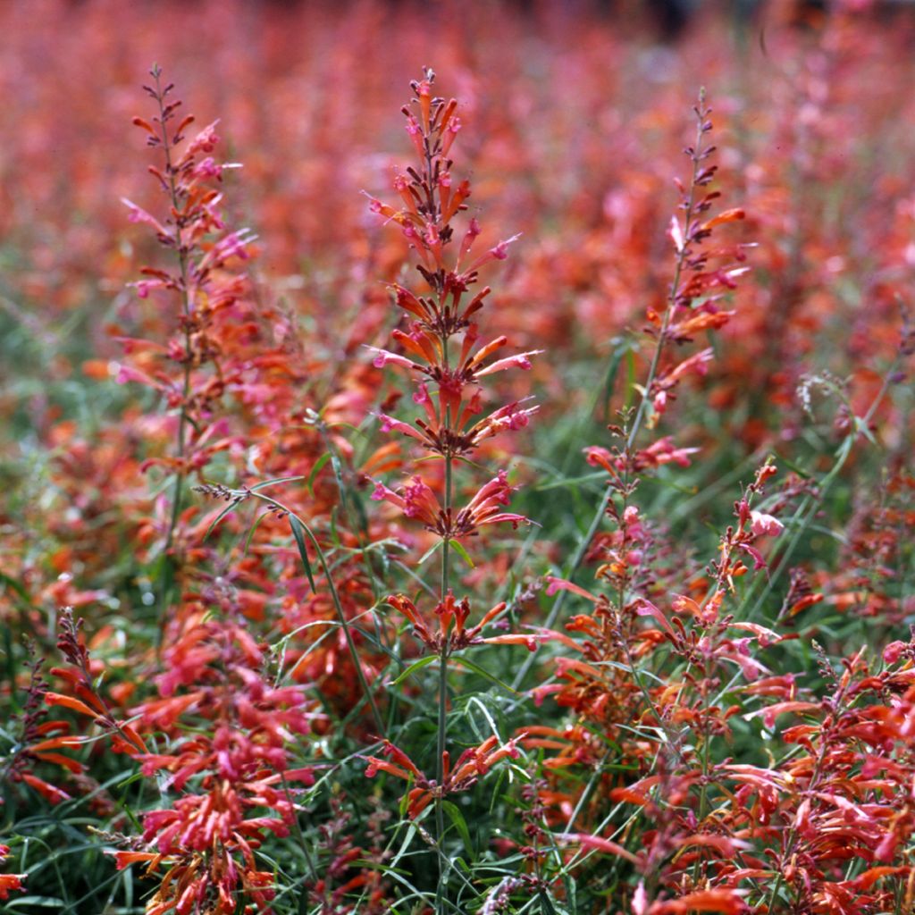 Agastache rupestris Apache Sunset -seeds