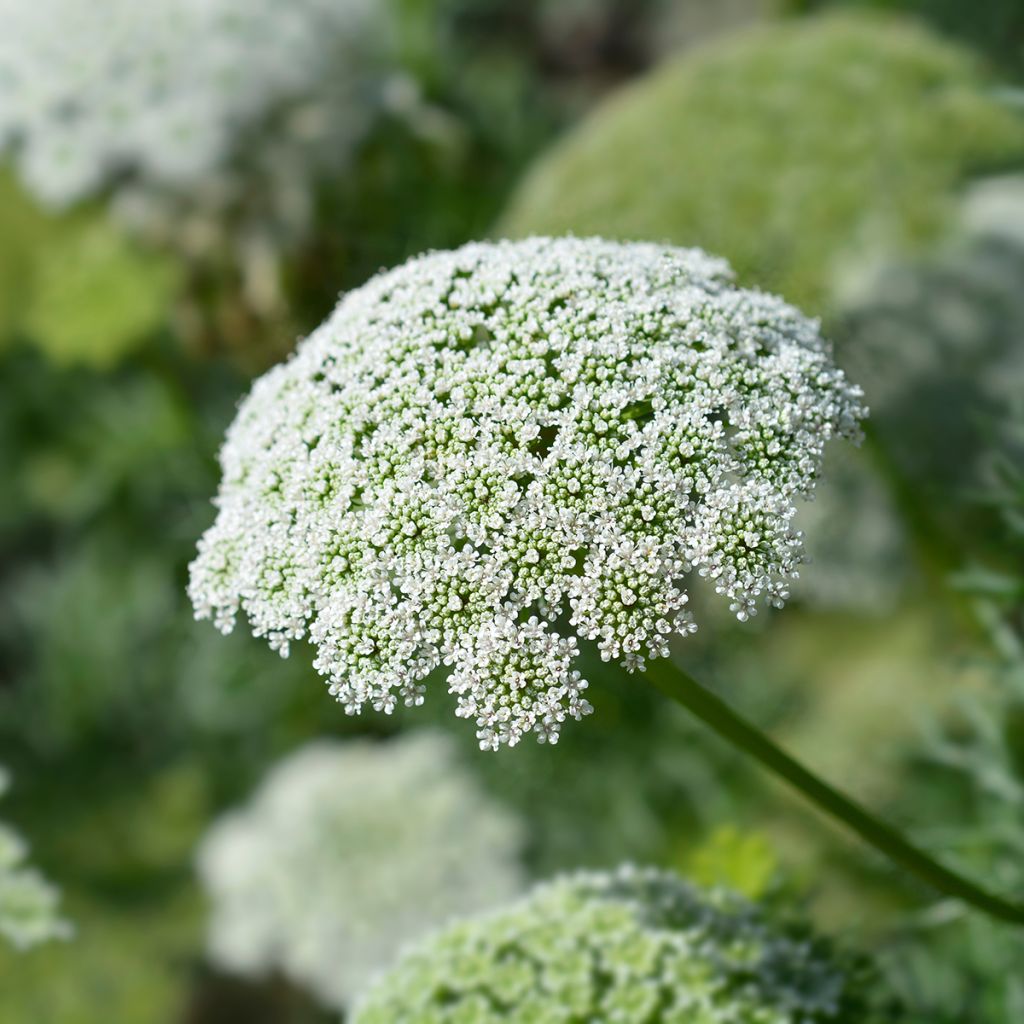 Ammi visnaga Casablanca - seeds