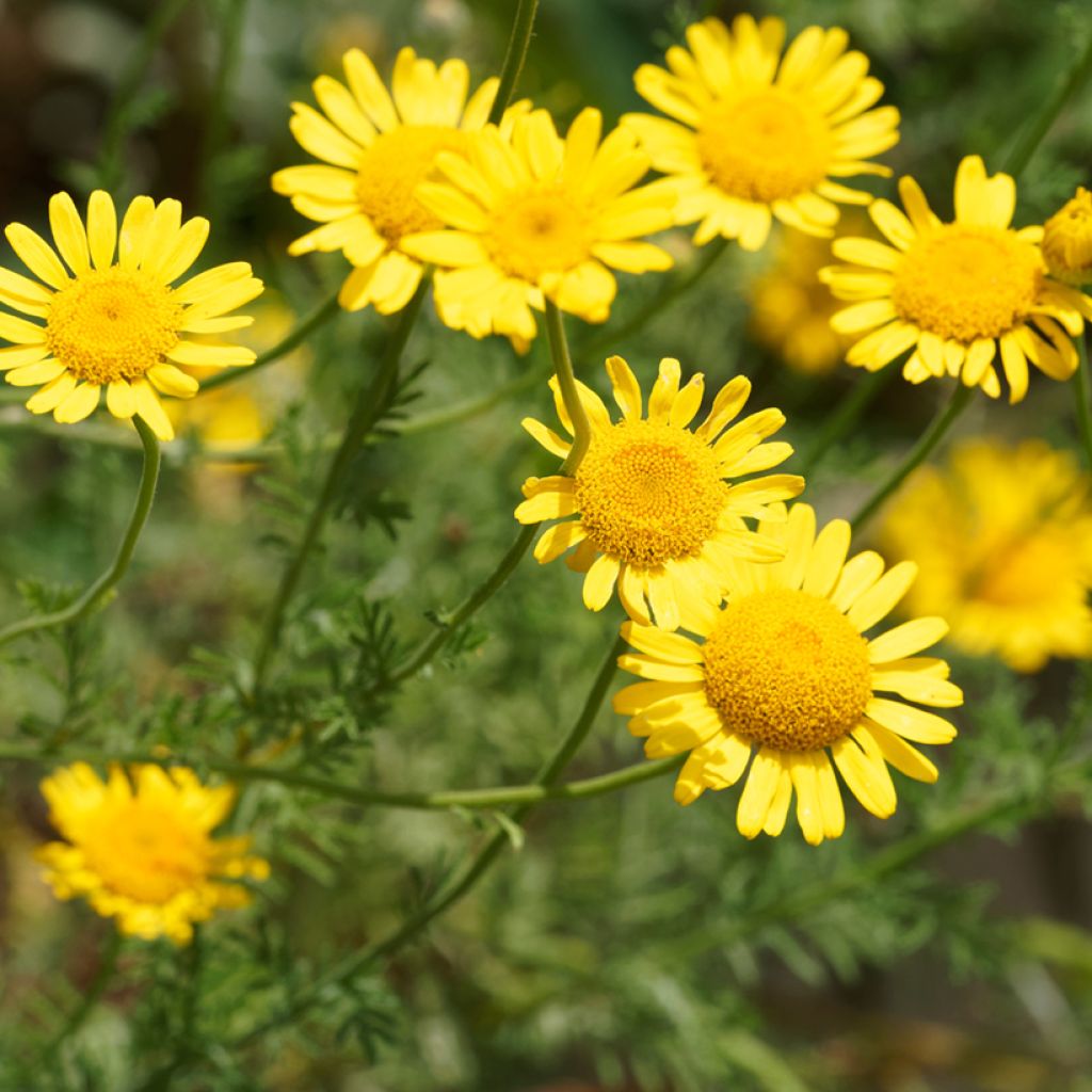 Anthemis tinctoria Kelwayi