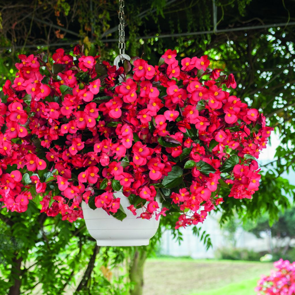 Begonia x benariensis F1 Big Red Bronze Leaf seeds