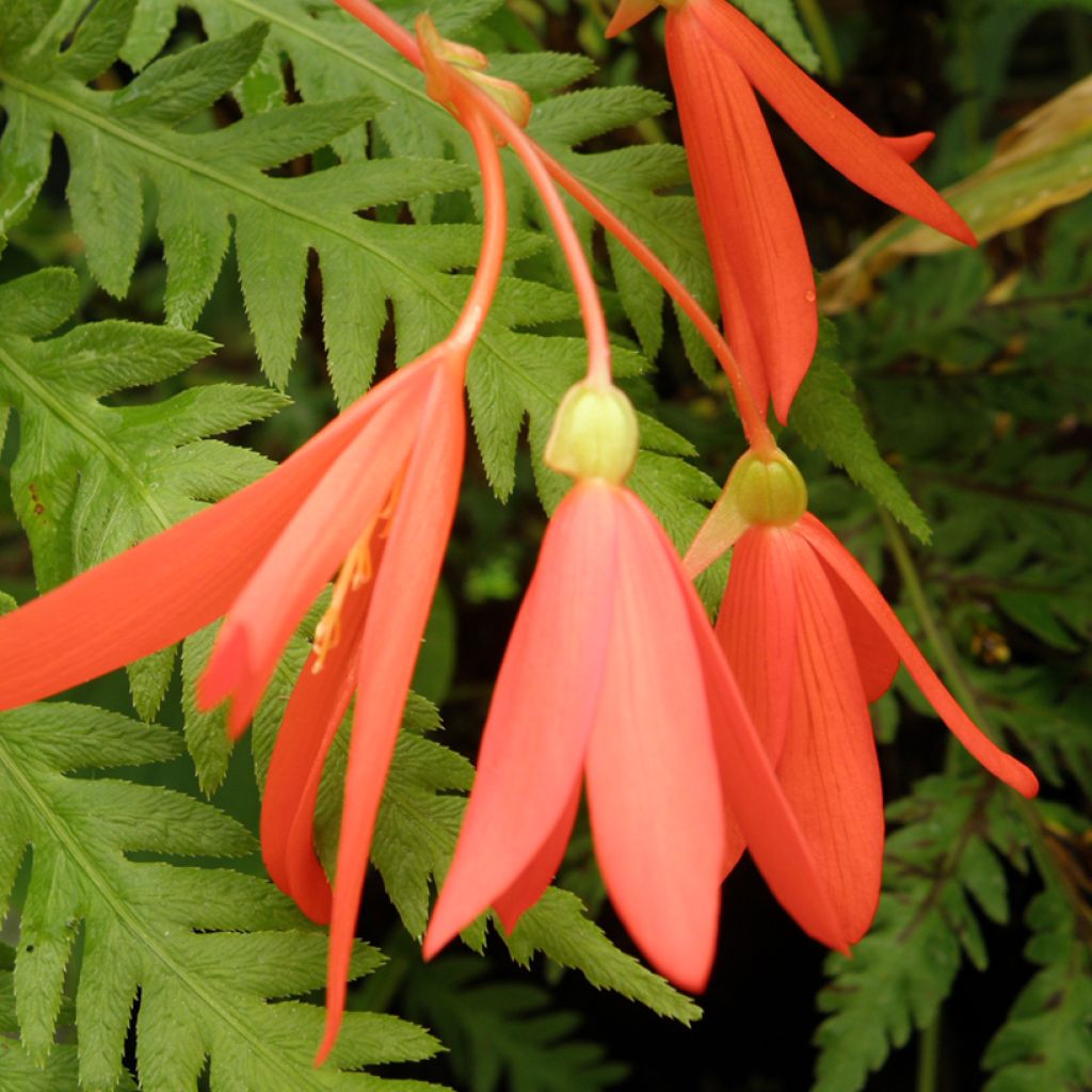 Bolivian Seed of Begonia - Begonia boliviensis