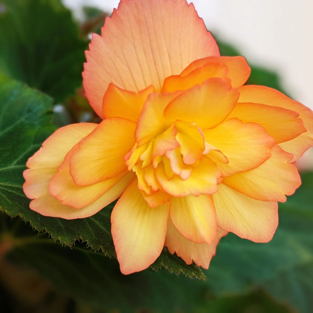 Begonia pendula Apricot Shades Improved F1 seeds