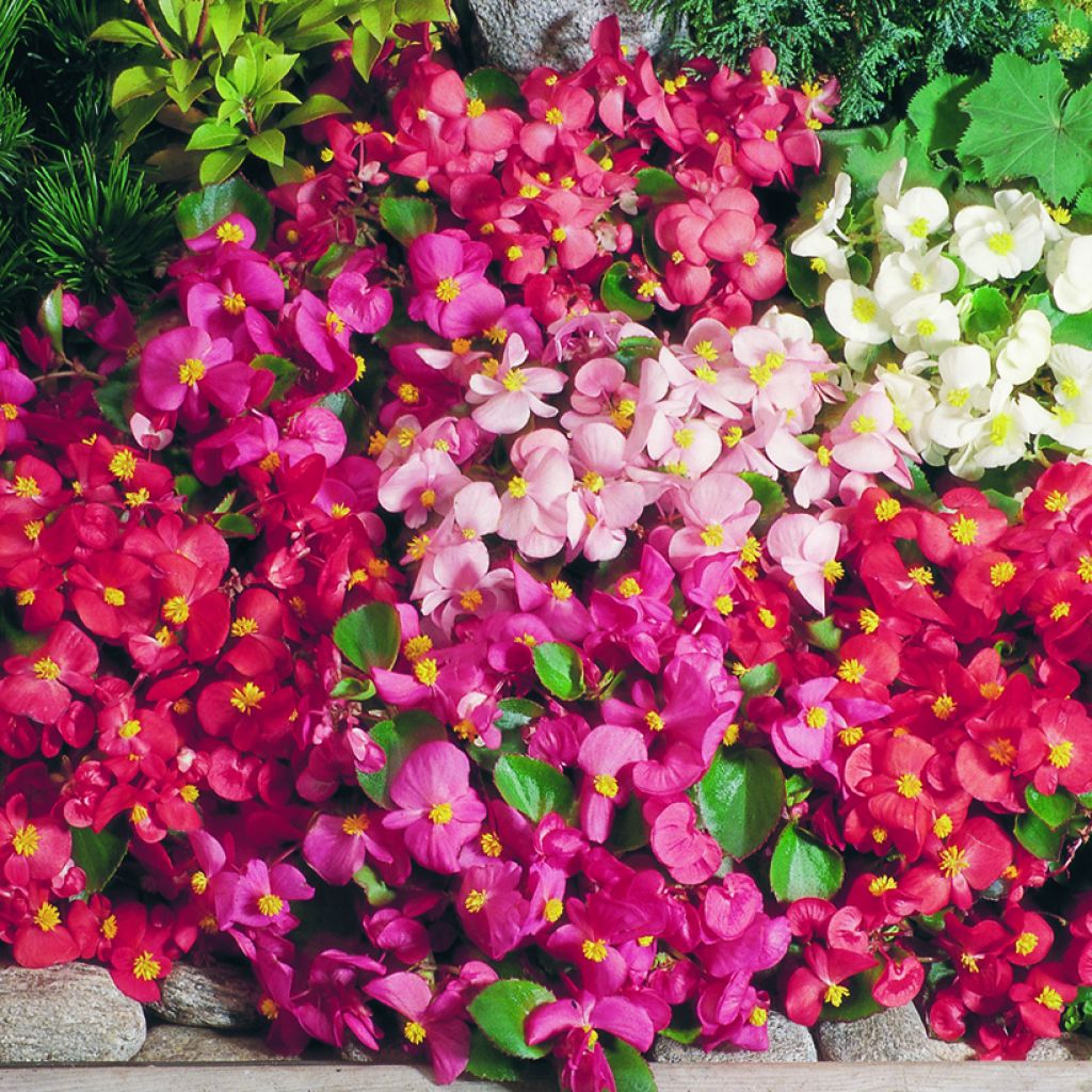 Begonia Super Olympia Mix seeds