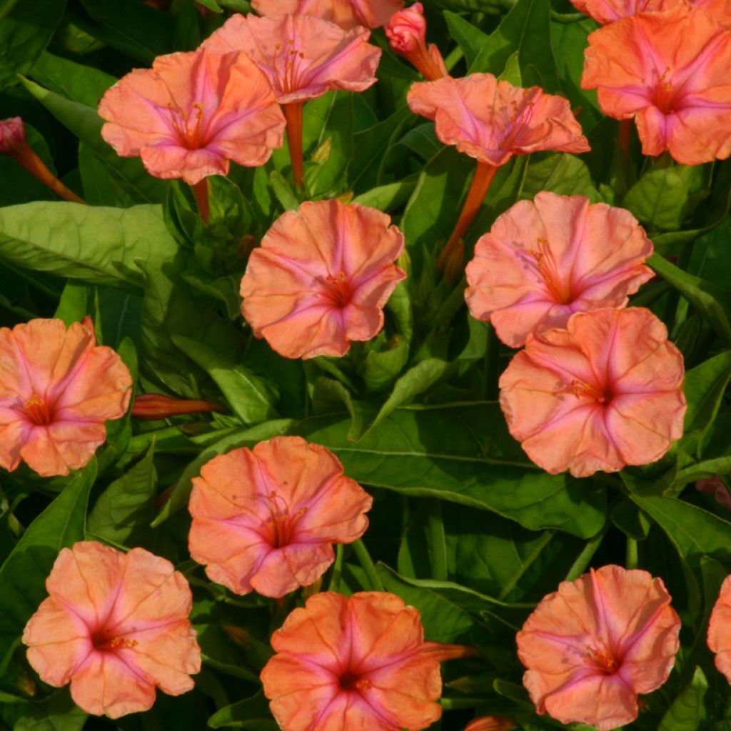 Mirabilis jalapa Salmon Sunset - Marvel of Peru seeds