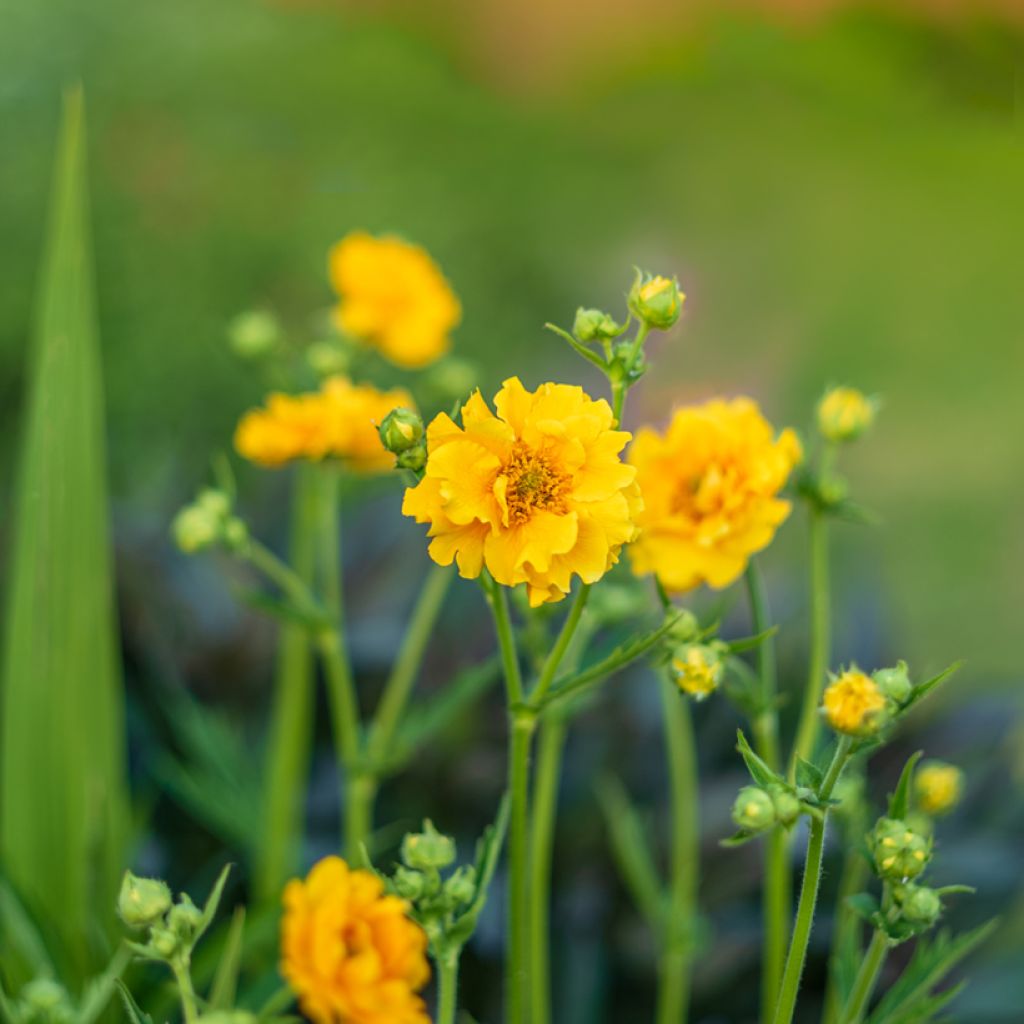 Geum Lady Stratheden seeds - avens